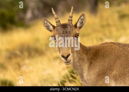 Junger iberischer Steinbock mit kleinen Hörnern, der auf einem Feld aus gelbem, trockenem Gras steht und intensiv blickt, während er die ruhige Wildnis und die natürliche Schönheit genießt Stockfoto