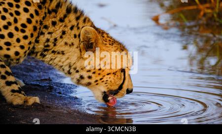 Gepardentrinken Stockfoto