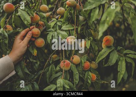 Pfirsichernte. Weibliche Hand berührt frischen reifen Pfirsich auf Zweig des Pfirsichbaumes im Obstgarten. Stockfoto