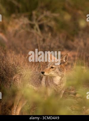 Ein Kojote (Canis latrans) zieht im September südwestlich von Tucson, Arizona, USA durch die Sonora-Wüste. (FOTO: Norma Jean Gargasz) Stockfoto