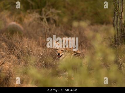 Ein Kojote (Canis latrans) zieht im September südwestlich von Tucson, Arizona, USA durch die Sonora-Wüste. (FOTO: Norma Jean Gargasz) Stockfoto