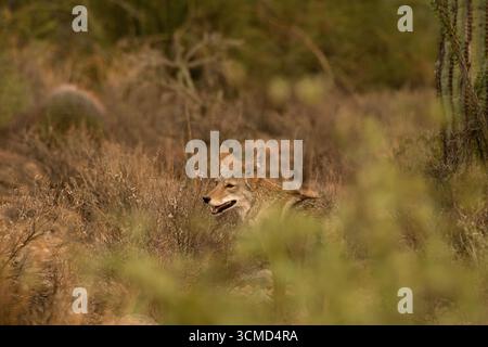 Ein Kojote (Canis latrans) zieht im September südwestlich von Tucson, Arizona, USA durch die Sonora-Wüste. (FOTO: Norma Jean Gargasz) Stockfoto