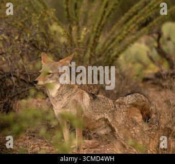 Ein Kojote (Canis latrans) zieht im September südwestlich von Tucson, Arizona, USA durch die Sonora-Wüste. (FOTO: Norma Jean Gargasz) Stockfoto