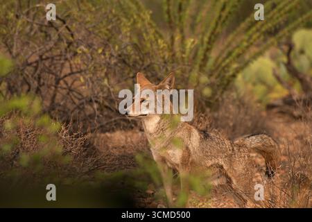 Ein Kojote (Canis latrans) zieht im September südwestlich von Tucson, Arizona, USA durch die Sonora-Wüste. (FOTO: Norma Jean Gargasz) Stockfoto