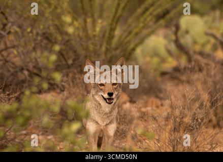 Ein Kojote (Canis latrans) zieht im September südwestlich von Tucson, Arizona, USA durch die Sonora-Wüste. (FOTO: Norma Jean Gargasz) Stockfoto