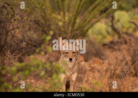 Ein Kojote (Canis latrans) zieht im September südwestlich von Tucson, Arizona, USA durch die Sonora-Wüste. (FOTO: Norma Jean Gargasz) Stockfoto