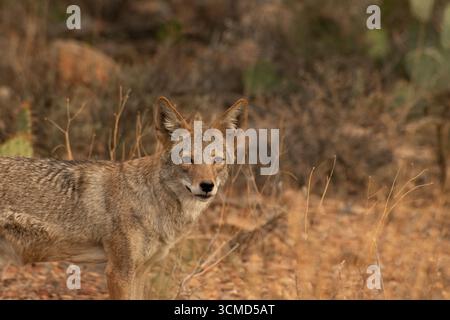 Ein Kojote (Canis latrans) zieht im September südwestlich von Tucson, Arizona, USA durch die Sonora-Wüste. (FOTO: Norma Jean Gargasz) Stockfoto