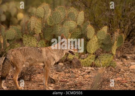 Ein Kojote (Canis latrans) zieht im September südwestlich von Tucson, Arizona, USA durch die Sonora-Wüste. (FOTO: Norma Jean Gargasz) Stockfoto