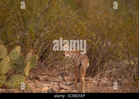 Ein Kojote (Canis latrans) zieht im September südwestlich von Tucson, Arizona, USA durch die Sonora-Wüste. (FOTO: Norma Jean Gargasz) Stockfoto