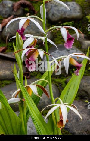 TINAMASTE, PROVINZ SAN JOSÉ, COSTA RICA: Nonne's Cap Orchids (Phaius tankervilleae), die im Regenwald bei Tinamaste (Costa Rica) gedeihen. Stockfoto