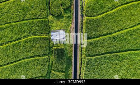 Ein Luftbild von oben zeigt lebendige grüne Reisfelder, die durch eine kleine Straße und eine Reihe von üppigen Bäumen getrennt sind. Stockfoto