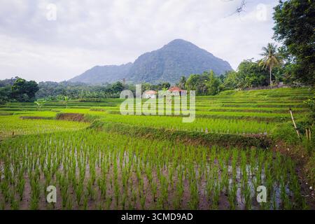 Reisterrassen mit einem kleinen Haus vor einem grünen Berg unter bewölktem Himmel. Stockfoto
