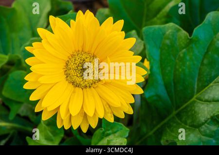 Nahaufnahme der hellgoldgelben blühenden Blume und des Laubs von Gerbera, auch bekannt als afrikanische Gänseblümchen im Garten im Freien Stockfoto