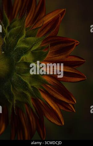 Eine Nahaufnahme der Blütenblätter einer Sonnenblume mit Fokus auf ihre lebhaften Farben und zarten Texturen. Der Hintergrund ist leicht verschwommen. Stockfoto