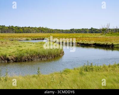 Little River schlängelt sich durch das Sumpfgebiet mit einem grasbewachsenen Ufer im Vordergrund und Bäumen im Hintergrund. Rachel Carson National Wildlife Reserve Maine Stockfoto
