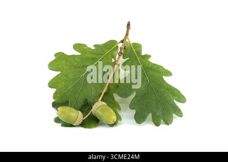 Zwei leuchtend grüne Eicheln, eingebettet zwischen frischen Eichenblättern, ruhen auf einem sauberen weißen Hintergrund und verkörpern die Essenz der Natur, des Wachstums und der Schönheit des Foun Stockfoto