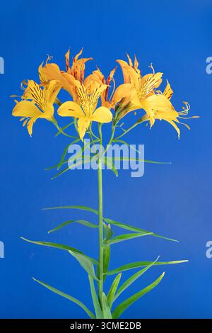 Alstroemeria Blumen, gelb mit blauem Hintergrund Stockfoto