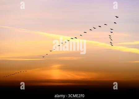 Edinburgh, Schottland, Vereinigtes Königreich - wandernde Kanadiengänse fliegen bei Sonnenaufgang in Formation Stockfoto