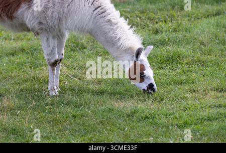 Ein weißes und braunes Lama weidet auf dem Gebiet eines offenen Zoos und isst in der Sommersaison saftiges grünes Gras, ein erwachsenes Alpaka isst fre Stockfoto
