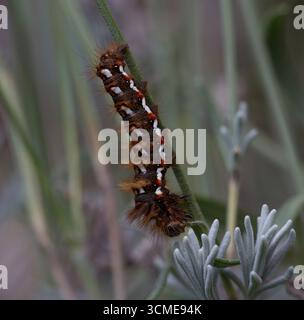 Knotengras Knotengras Raupe auf Lavendel Stockfoto