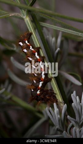 Knotengras Knotengras Raupe auf Lavendel Stockfoto