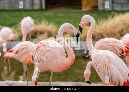 Familien mit rosa und weißen großen Vögeln entspannen sich im Reid Park Zoo Stockfoto