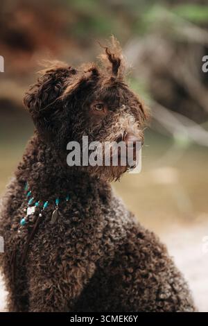 Malerisches Porträt des Lagotto Romagnolo in der Natur in der Nähe von fließendem Wasser und Felsen Stockfoto