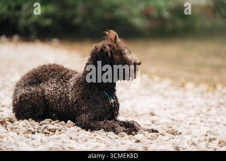Niedliches Lagotto Romagnolo, das Outdoor-Abenteuer am Waldwasserfall genießt Stockfoto