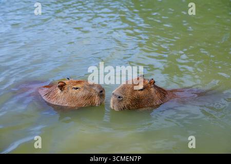 Lustige Capybaras, die baden und sich im Wasser in der Nähe eines grasbewachsenen Seeufers in Brasilien, Südamerika, entspannen. Friedliche Tierwelt mit einer halbaquatischen Mamma Stockfoto