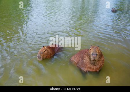 Lustige Capybaras, die baden und sich im Wasser in der Nähe eines grasbewachsenen Seeufers in Brasilien, Südamerika, entspannen. Friedliche Tierwelt mit einer halbaquatischen Mamma Stockfoto