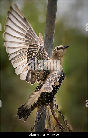 Europäischer Starling (Sturnus vulgaris) mit hochgezogenen Flügeln bei der Landung an einem Futterhaus in Nordostwales, Vereinigtes Königreich. Die Art ist bekannt für Stockfoto