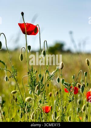 Rotes Mohnfeld. Wunderschöne blühende Blumen aus der Nähe unter blauem Himmel. Wunderschöner Naturhintergrund an einem sonnigen Frühlingstag Stockfoto