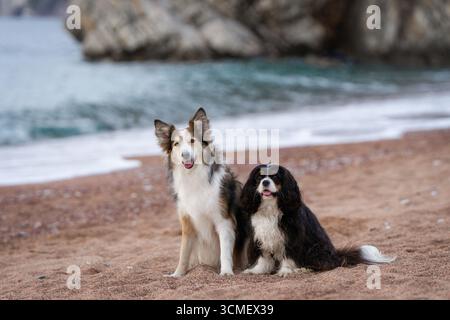 Fröhlicher Collie und Spaniel erkunden die malerische, wilde Landschaft im Freien Stockfoto