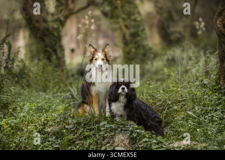 Malerisches Porträt von Border Collie und Cavalier King Charles Spaniel in wilder Natur Stockfoto