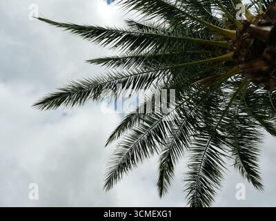 Fächerpalme von unten vor grauem Himmel. Leaves heben Textur und Höhe hervor. Kopierraum. Stockfoto