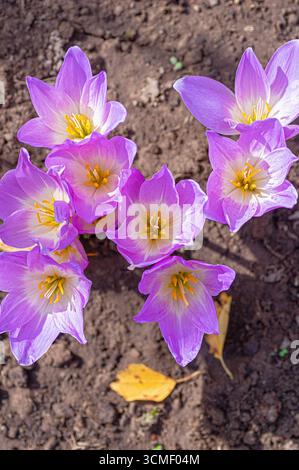 Herbstkrokusblüten mit leuchtenden Violetttönen im Gartenboden, die die Eleganz der Wildblumen und die Herbsttage symbolisieren Stockfoto