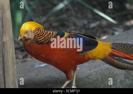 Porträt eines Goldenen Fasans oder eines chinesischen Fasans oder eines Regenbogenfasans im Vogelgarten johannesburg Südafrika Stockfoto