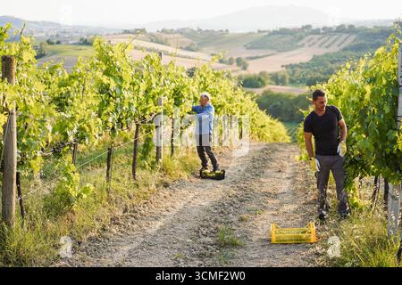 Generationenübergreifende Mitarbeiter, die Trauben für die ökologische Weinherstellung im Weinberg sammeln - Tradition, Lebensstil des Landwirts und Konzept des Kleinbetriebs - Fokus o Stockfoto