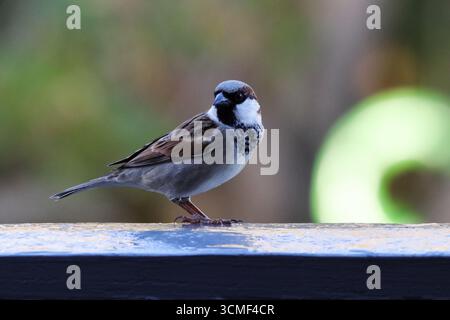 Männlicher Haussperling am Handlauf (Passer domesticus) Stockfoto