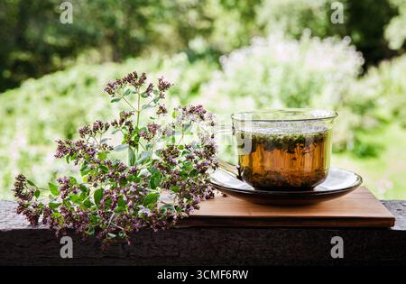 Hausgemachter Oregano, Origanum vulgare Kräutertee in einer Glas-Teetasse. Dampfendes Heißgetränk mit frischen Oregano-Blüten, Holzbrett und Natur Stockfoto