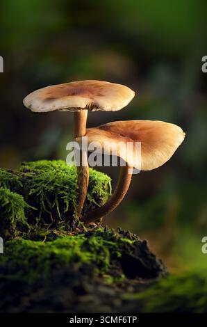 Pilze auf Moosholz im Wald, vermutlich nicht essbar. Makro von zwei Pilzen in schönem Licht auf dunkelgrünem Hintergrund Stockfoto