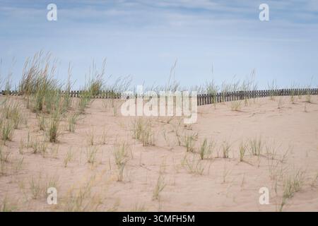 Sanddünen am Yyteri Beach in Finnland. Lyme Gras an einem skandinavischen Strand mit Sanddünen im Sommer unter blauem Himmel. Sanddünen-Zaun bei Yyteri. Stockfoto