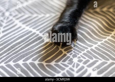 Nahaufnahme einer schwarzen Katzenpfote mit scharfen Klauen, während sie auf einer grauen Decke liegt, wodurch eine gemütliche und komfortable Szene entsteht Stockfoto