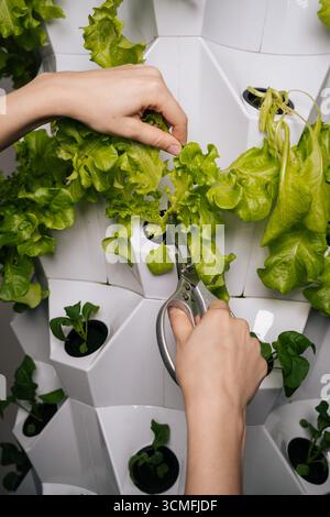 Vegetarische Frauenhände mit Schere, Ernte von frischem Salat, der in modernen vertikalen Hydrokultur-Bauernhöfen angebaut wird, und zeigt nachhaltige Landwirtschaft Stockfoto