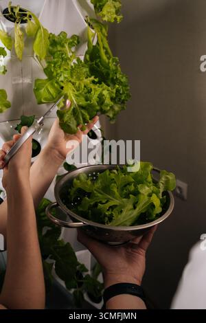 Vertikal geschnittene Aufnahme weiblicher Hände mit einer Schere, die auf der modernen vertikalen Hydrokultur-Farm mit frischem Salat erntet und nachhaltig präsentiert Stockfoto