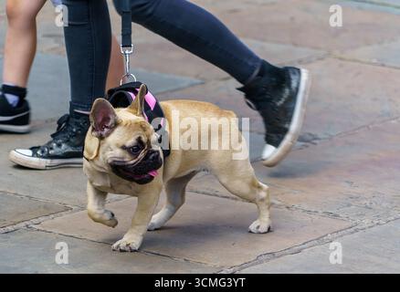 Ein französischer Bulldogge mit rosa und schwarzem Gurtzeug geht an der Leine neben menschlichen Füßen auf Steinpflaster. Stockfoto