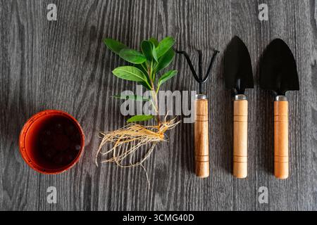 Flache Gartenwerkzeuge, eine kleine Pflanze mit sichtbaren Wurzeln und ein leerer Topf auf rustikalem Holz. Perfekt für Garten-, Pflanz- und Gartenbau Stockfoto
