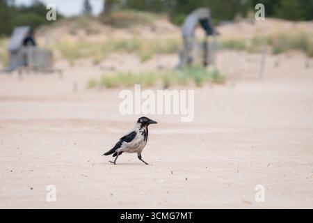 Ein nasser, mit Kapuze versehener Krähenspaziergang auf einem Sand nach dem Schwimmen im Meer. Eine Nahaufnahme einer Kapuzenkrähe (Corvus Cornix) am Strand. Stockfoto