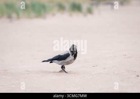 Ein nasser, mit Kapuze versehener Krähenspaziergang auf einem Sand nach dem Schwimmen im Meer. Eine Nahaufnahme einer Kapuzenkrähe (Corvus Cornix) am Strand. Stockfoto