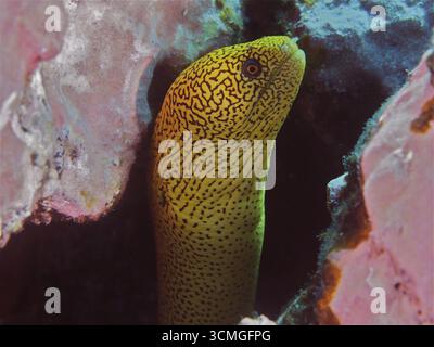 Goldschwanz Muränen (Gymnothorax miliaris) versteckt sich in einer Höhle im Riff, hellgelb mit schwarzen Mustern. Tauchplatz Salemera, La Palma, Kanarische Inseln I Stockfoto